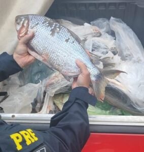 Polícia apreende 100 kg de pescado irregular em veículo na BR 163