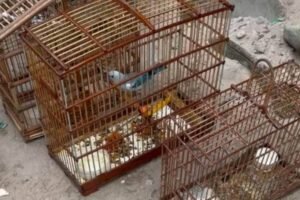 Polícia Civil de Bragança prende homem por maus-tratos e caça de animais silvestres