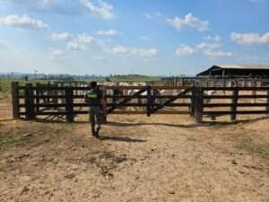 Ibama Apreende 9 mil Cabeças de Gado em Operação Contra Desmatamento na Amazônia