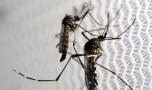 Mobilização Nacional no Combate à Dengue: Dia D Reforça Prevenção Contra o Aedes Aegypti