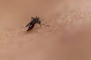 Brasil inaugura maior biofábrica do mundo de mosquitos “do bem”