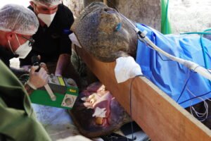 Hipopótamo passa por tratamento de canal em SP; veja vídeo – 15/07/2025 – Cotidiano