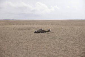 Mundo está ficando sem tempo para evitar mudança climática – 24/07/2025 – Ambiente