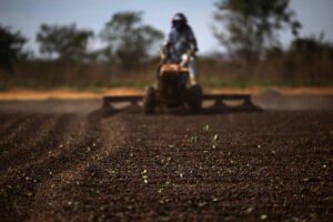 Mesmo com tarifaço de Trump, boi e café sobem no campo neste mês – 18/08/2025 – Vaivém