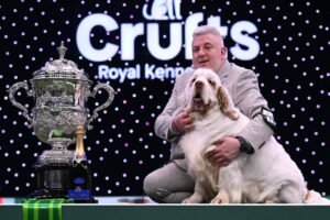 Crufts: Cão da raça clumber spaniel vence competição – 09/03/2026 – Bom Pra Cachorro